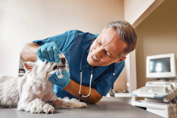 Best Weekend Emergency Dentist in Auburn Lake Trails, CA